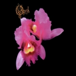 Orchid